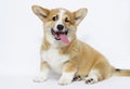 Sly puppy blinks an eye, welsh corgi