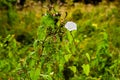 A sly white bindweed climbed on Ivan-tea