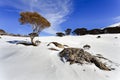 SM Snow Gum tree boulder roots Royalty Free Stock Photo