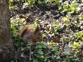Smal funny squirrel sitting on ground and holding and eating nut.