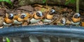 Smal Group Of Adult Chestnut Breasted Mannikin