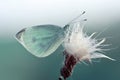 Small white butterfly genus Pieridae sitting on flower.