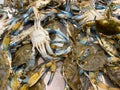 fresh crab in defensive position Royalty Free Stock Photo