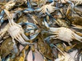 Small abdomen of crabs, curl body Royalty Free Stock Photo