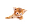 Small Abyssinian kitten peeks out Royalty Free Stock Photo