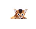 Small Abyssinian kitten peeks out Royalty Free Stock Photo