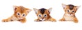 Small Abyssinian kitten peeks out Royalty Free Stock Photo