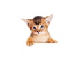 Small Abyssinian kitten peeks out Royalty Free Stock Photo