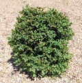 The small accurate decorative garden bush of an evergreen Boxwood