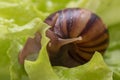 The small Achatina snail eats a leaf of lettuce or grass. Front view of the mouth of a snail chewing grass, close-up