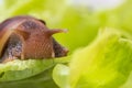 The small Achatina snail eats a leaf of lettuce or grass. Front view of the mouth of a snail chewing grass