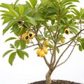 Small Ackee Tree with Ackee on White Background Royalty Free Stock Photo
