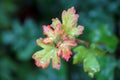 Small acorn autumn leaves