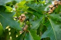 Small acorns of red oak. Leaves and fruits of the oak Royalty Free Stock Photo