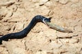 Small adder snake with fish Royalty Free Stock Photo