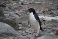 Small adelie pinguin walking on the rocks