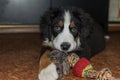 Small adorable black bernese mountain dog puppy