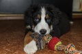 Small adorable black bernese mountain dog puppy