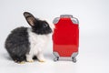 Small adorable black white bunny or rabbit traveler with red luggage with airplane, going on vacation. Travel concept on white Royalty Free Stock Photo