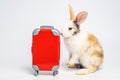 Small adorable bunny or rabbit traveler with red luggage with airplane, going on vacation. Travel concept on white background