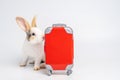 Small adorable bunny or rabbit traveler with red luggage with airplane, going on vacation. Travel concept on white background