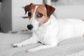 Small adorable dog Jack Russell Terrier lying on bed and looking into camera Royalty Free Stock Photo