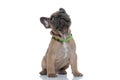 Small adorable french bulldog wearing collar and looking up