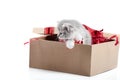 Small adorable grey kitten looking to side while sitting in decorated cardboard box being birthday present Royalty Free Stock Photo