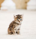 Small adorable kitten