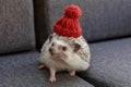 Small and adorable little African Pygmy Hedgehog with red hat