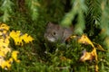 Small and adorable rodent Bank vole, Myodes glareolus in autumnal forest in Estonia