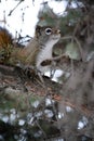 Small and adorable squirrel is perched on a pine tree, its tiny paws gripping the branches