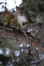 Small and adorable squirrel is perched on a pine tree, its tiny paws gripping the branches Royalty Free Stock Photo