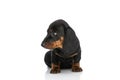 Small adorable teckel dachshund puppy looking to side Royalty Free Stock Photo