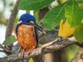 Azure Kingfisher Royalty Free Stock Photo