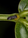 Small Adult Black Turtle Ant Royalty Free Stock Photo