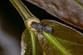 Small Adult Black Turtle Ant Royalty Free Stock Photo