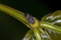 Small Adult Black Turtle Ant Royalty Free Stock Photo