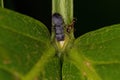 Small Adult Black Turtle Ant and a Myrmicine Ant