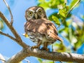 Small Adult Ferruginous Pygmy Owl