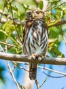 Small Adult Ferruginous Pygmy Owl