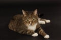 Small adult greeneyed tabby cat on black Royalty Free Stock Photo