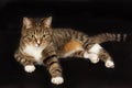 Small adult greeneyed tabby cat on black Royalty Free Stock Photo