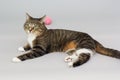 Small adult greeneyed tabby cat on grey Royalty Free Stock Photo