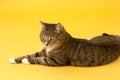 Small adult greeneyed tabby cat on yellow Royalty Free Stock Photo