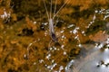 Small Adult Mayfly