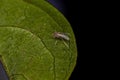Small Adult Nematoceran Fly Royalty Free Stock Photo