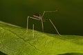 Small Adult Nematoceran Fly Royalty Free Stock Photo