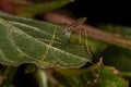 Small Adult Nematoceran Fly