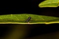 Small Adult Nematoceran Fly Royalty Free Stock Photo